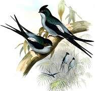 Grey-rumped Treeswift