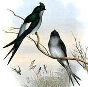 Grey-rumped Treeswift