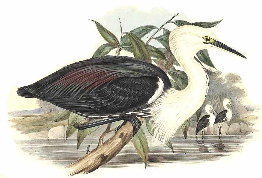 White-necked Heron