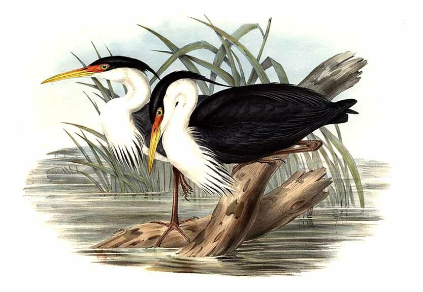 Pied Heron