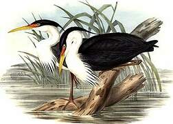 Pied Heron