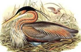 Purple Heron