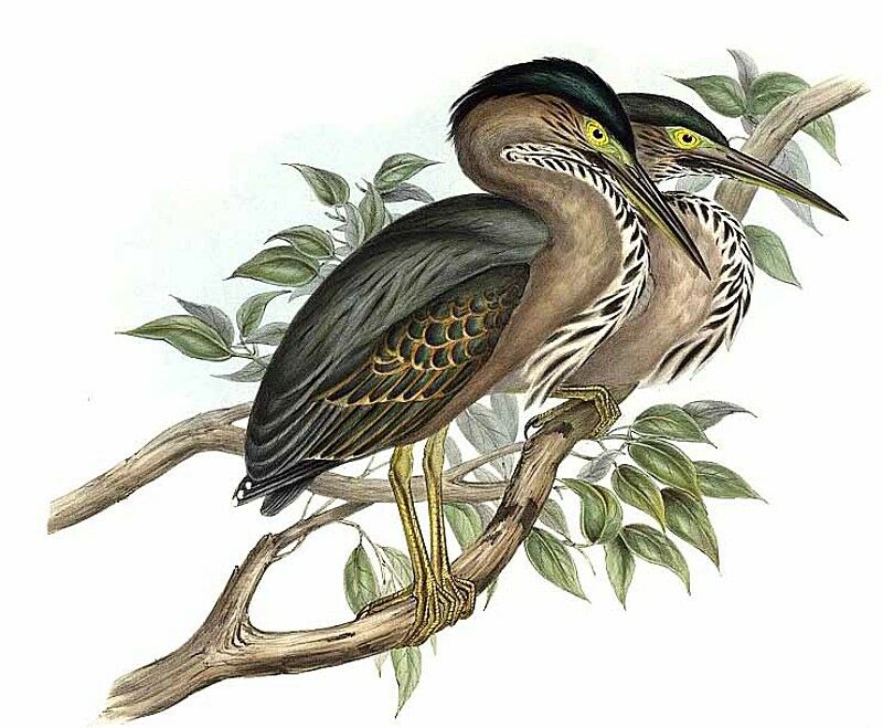 Striated Heron