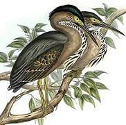 Striated Heron