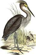 Great-billed Heron