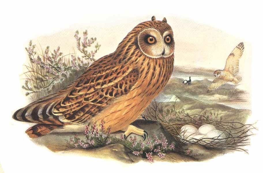 Hibou des marais