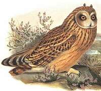 Hibou des marais