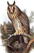 Long-eared Owl