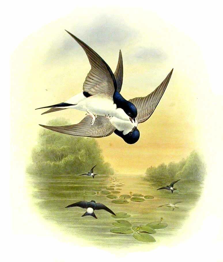 Common House Martin