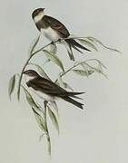 Sand Martin