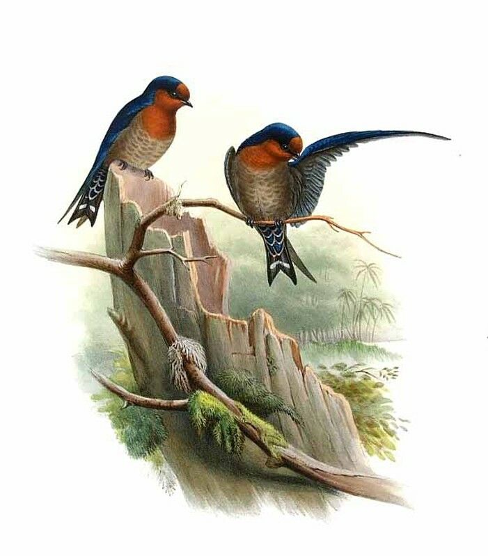 Pacific Swallow