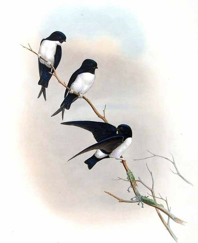 Nepal House Martin