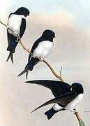 Nepal House Martin