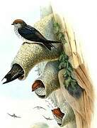 Streak-throated Swallow