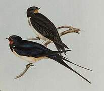 Barn Swallow