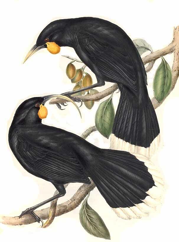 Huia dimorphe