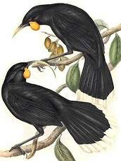 Huia dimorphe