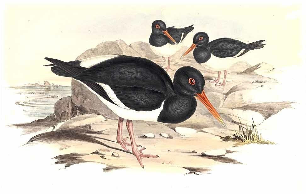 Pied Oystercatcher