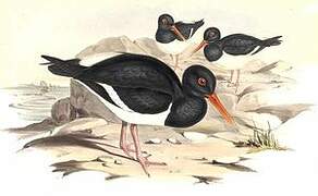 Pied Oystercatcher