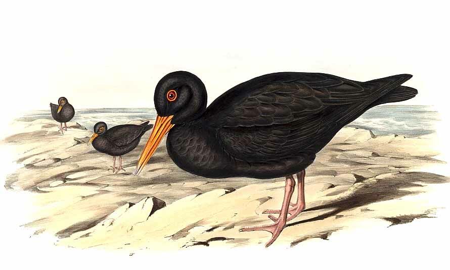 Sooty Oystercatcher