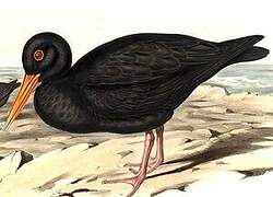 Sooty Oystercatcher