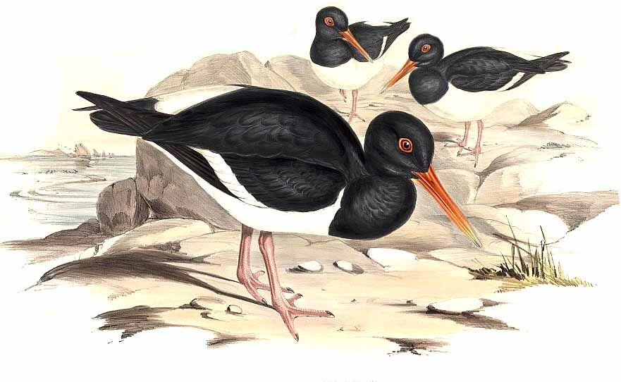 Eurasian Oystercatcher