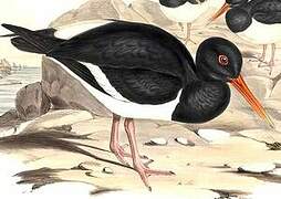 Eurasian Oystercatcher