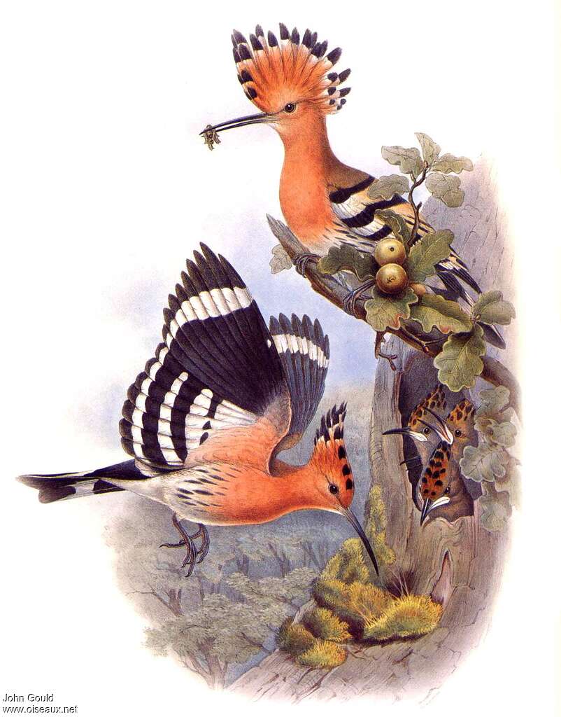 Eurasian Hoopoe