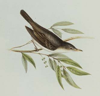 Olive-tree Warbler