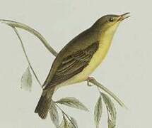 Melodious Warbler