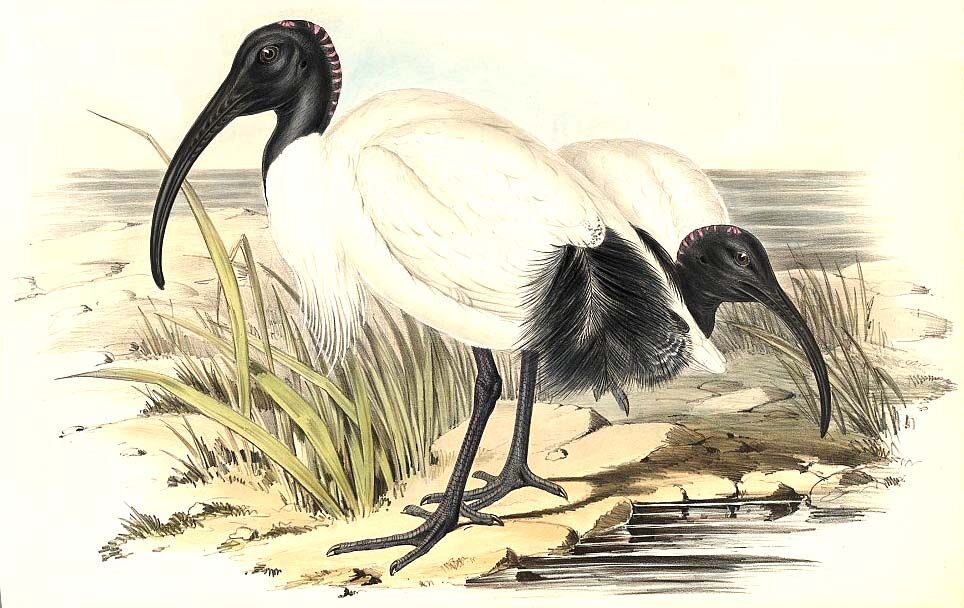 Australian White Ibis