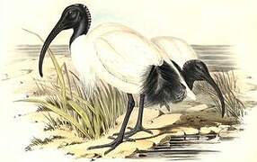 Australian White Ibis