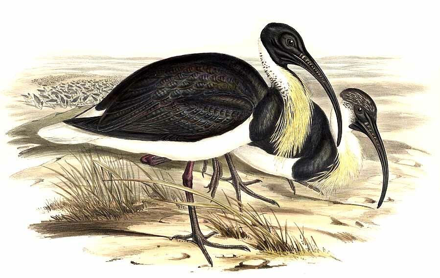 Straw-necked Ibis