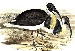 Straw-necked Ibis