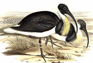 Ibis d'Australie