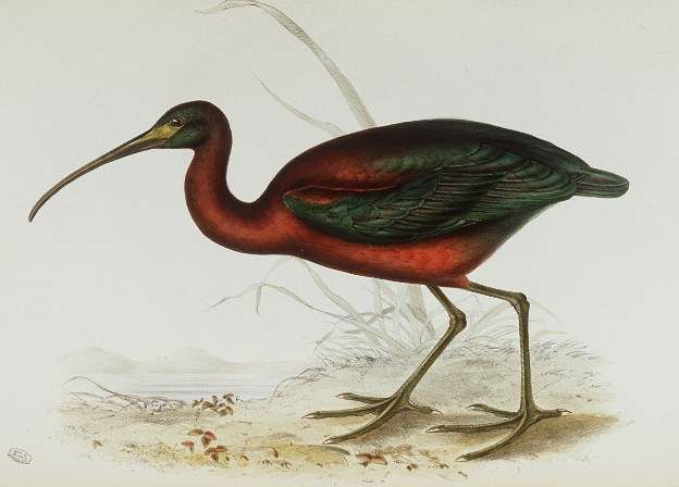 Ibis falcinelle