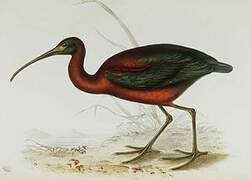 Ibis falcinelle