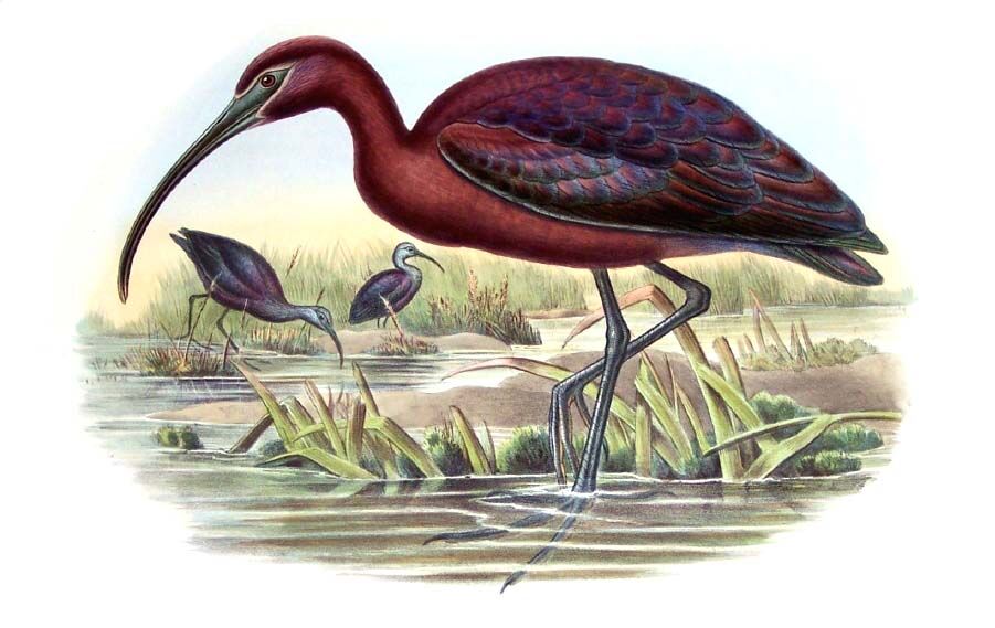 Glossy Ibis