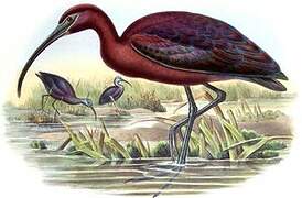 Glossy Ibis