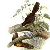 Atrichornithidés