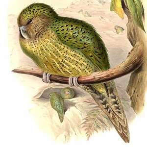 Strigops kakapo