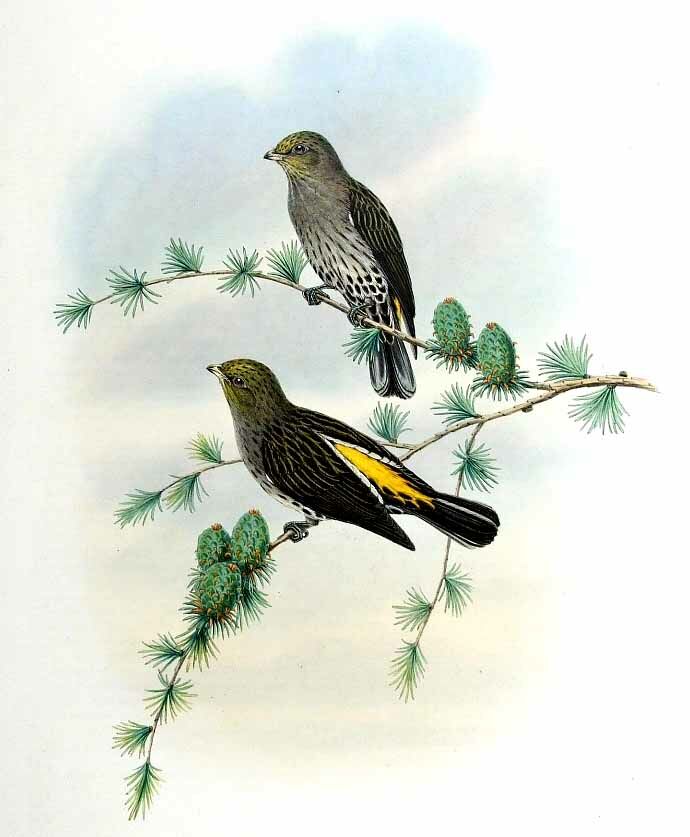 Yellow-rumped Honeyguide