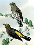 Yellow-rumped Honeyguide