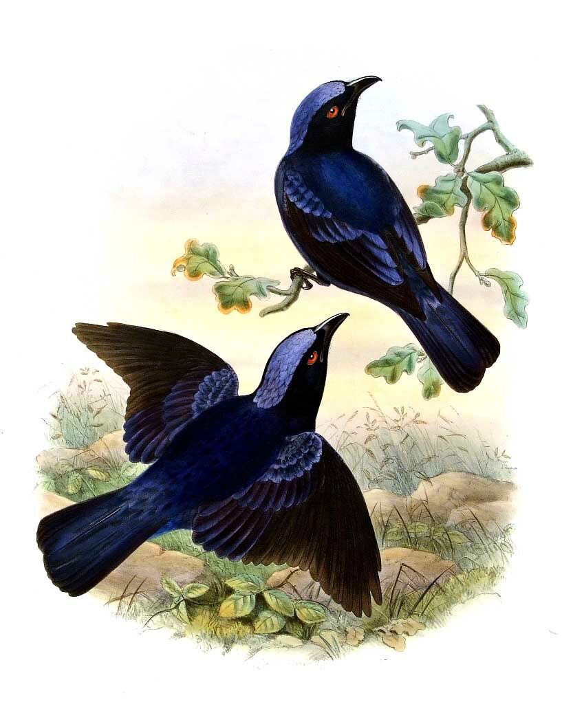 Philippine Fairy-bluebird