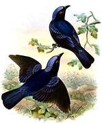 Philippine Fairy-bluebird