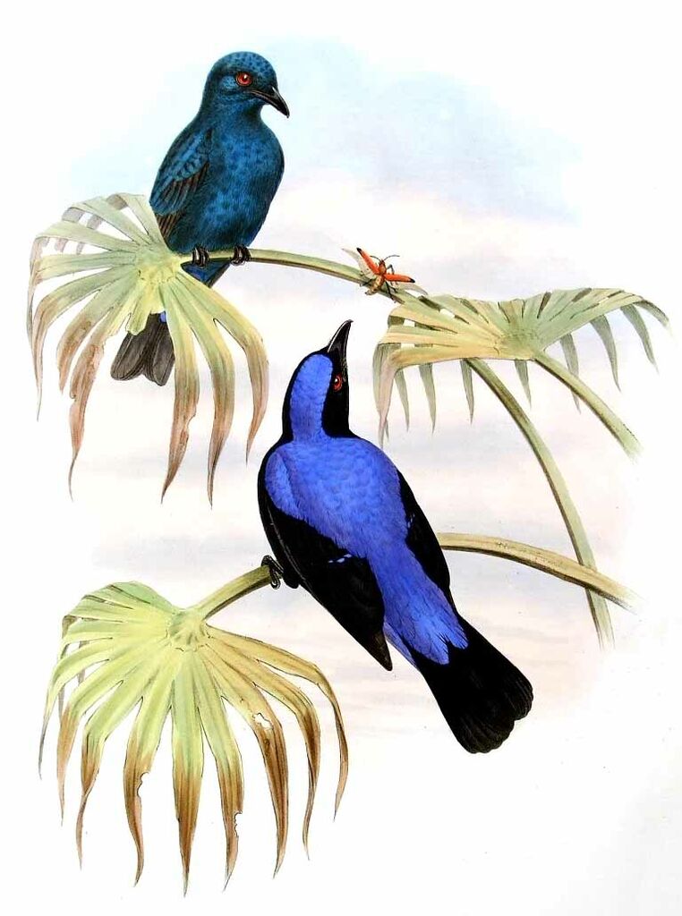 Asian Fairy-bluebird