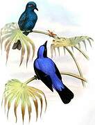 Asian Fairy-bluebird