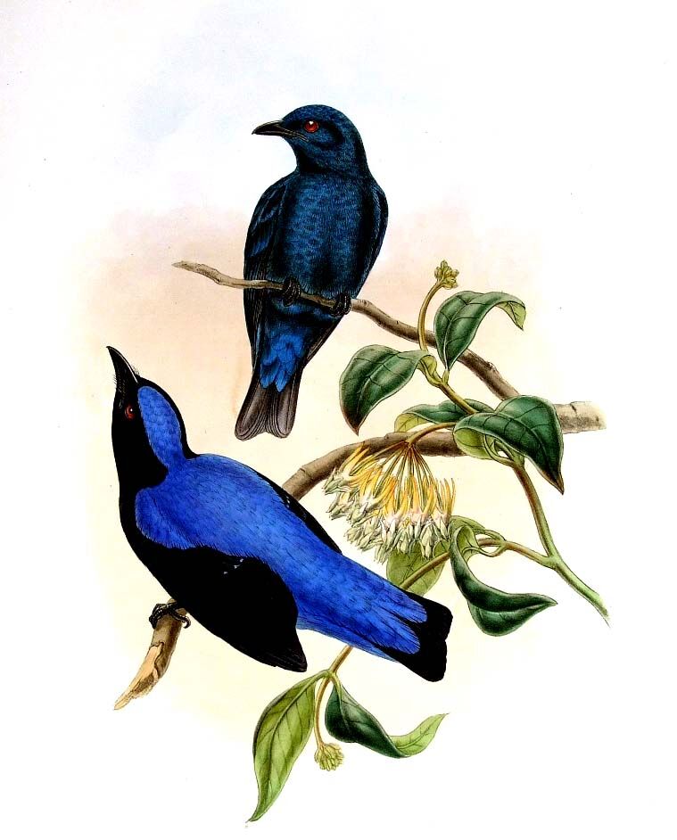 Asian Fairy-bluebird