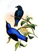 Asian Fairy-bluebird