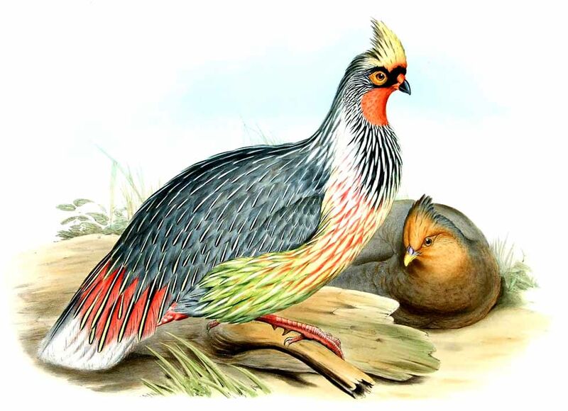 Blood Pheasant